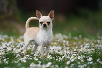 Einzeltraining Hundeschule am Schwanheimer Wald Einzeltraining Hundeschule am Schwanheimer Wald