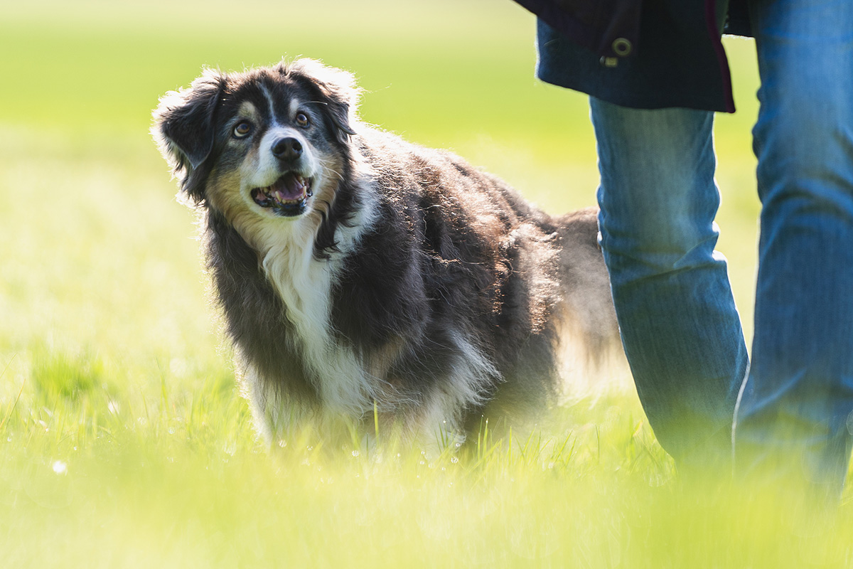 Kurs für graue Schnauzen: Freude am Leben mit dem älteren Hund