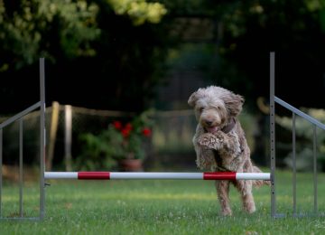 Hundeschule2_oWZ-144
