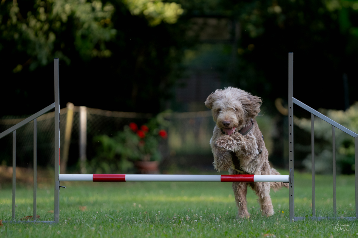 Hundeschule2_oWZ-144 Agility – flink und wendig über alle Hindernisse