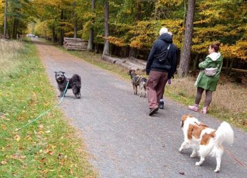 Social Walk für Hunde aller Rassen