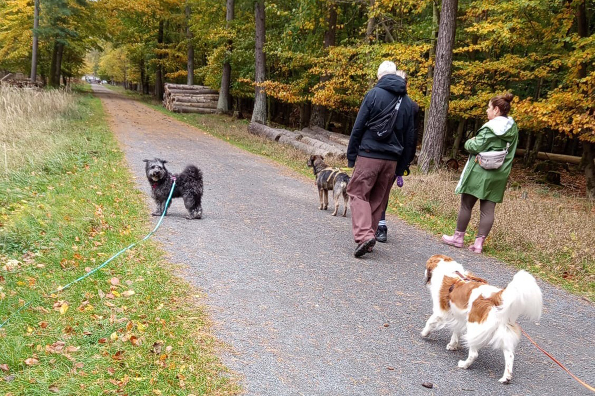 Social Walk für Hunde aller Rassen Gemeinsam entspannt spazieren gehen: Social Walk für Hunde aller Rassen