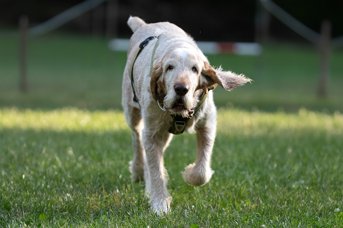 Training für den jagdbegeisterten Hund Training für den jagdbegeisterten Hund – für alle Rassen