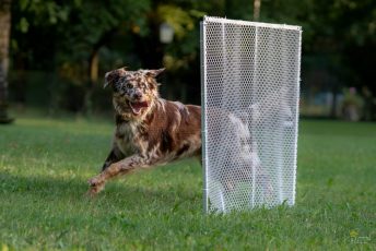 Hundeschule2_oWZ-150 Hundeschule2_oWZ-150