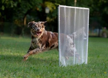 Hundeschule2_oWZ-150