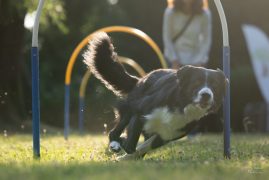 Hundeschule1_mWZ-142
