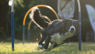 Hundeschule1_mWZ-142