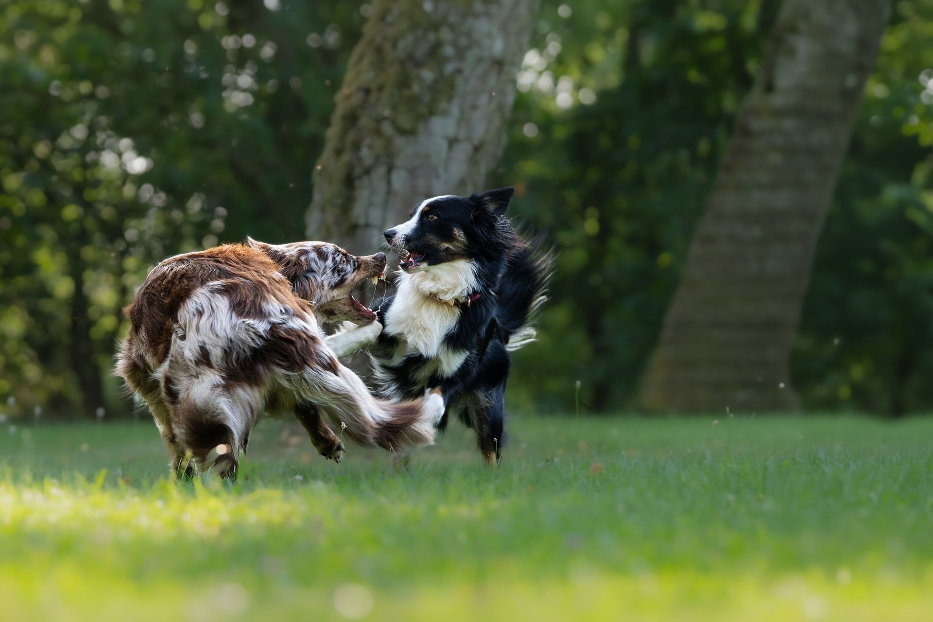 Spielende Hunde