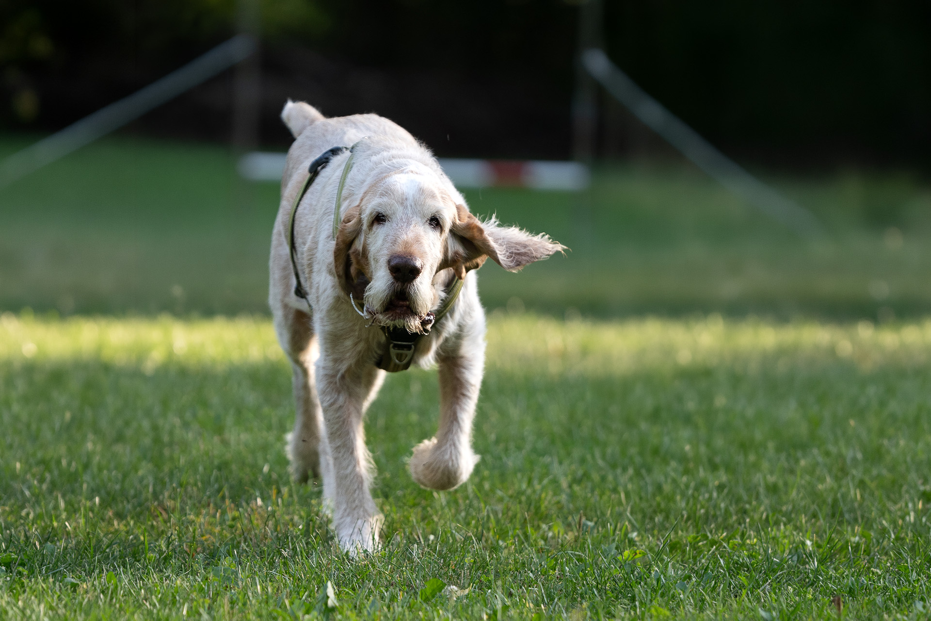 Rennender Hund